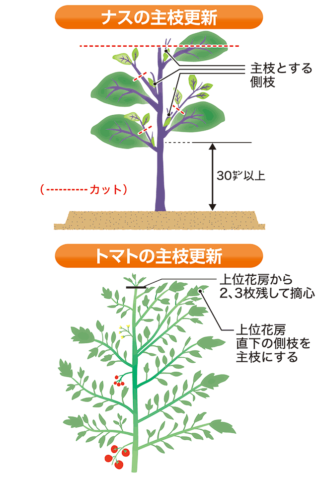 ミニトマトの摘心とはやり方はどうする？そもそも絶対必要なの？家庭菜園ブログ。〜ずぼら主婦ミントプレゼンツ
