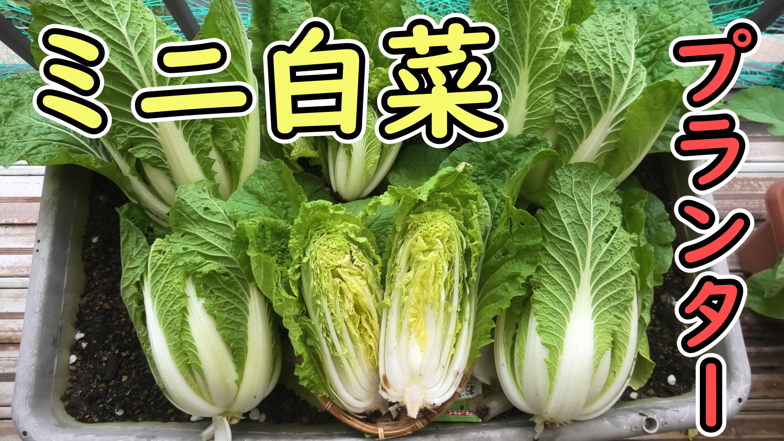 ミニ白菜の育て方：収穫 秋に植え付けたハクサイが収穫時期です有機栽培でおいしい野菜作り