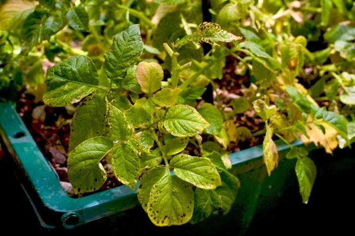 冷凍チェリーでつくる、おしゃれサラダ株式会社アスク