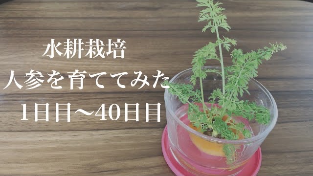 食べきれない「にんじん」を“もう一度”育てて楽しむ。春の訪れが待ち遠しくなる「にんじん」の再生栽培 良原リエさん - 天然生活web