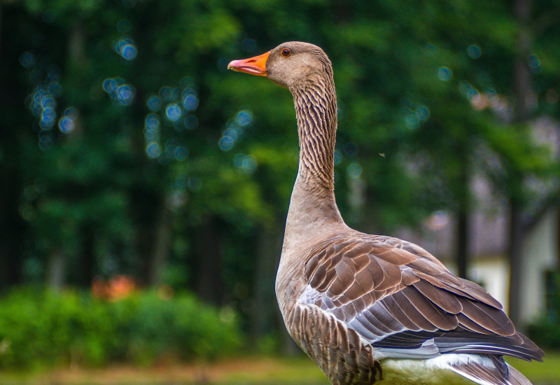 フォアグラのテリーヌGRACE CUISINE