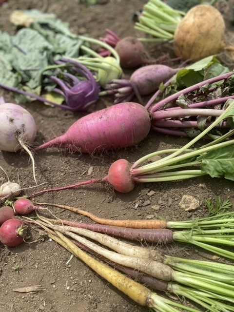 完売御礼 淡路 西洋野菜セットの内容がついに決定！！ 2020 11 22お世話になった15地域に学生が恩返し！オンラインマルシェ開催！ 大正大学 地域創生学部 - クラウドファンディング READYFOR