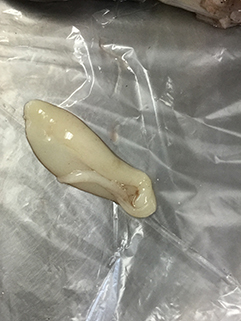 イカの解剖をしました