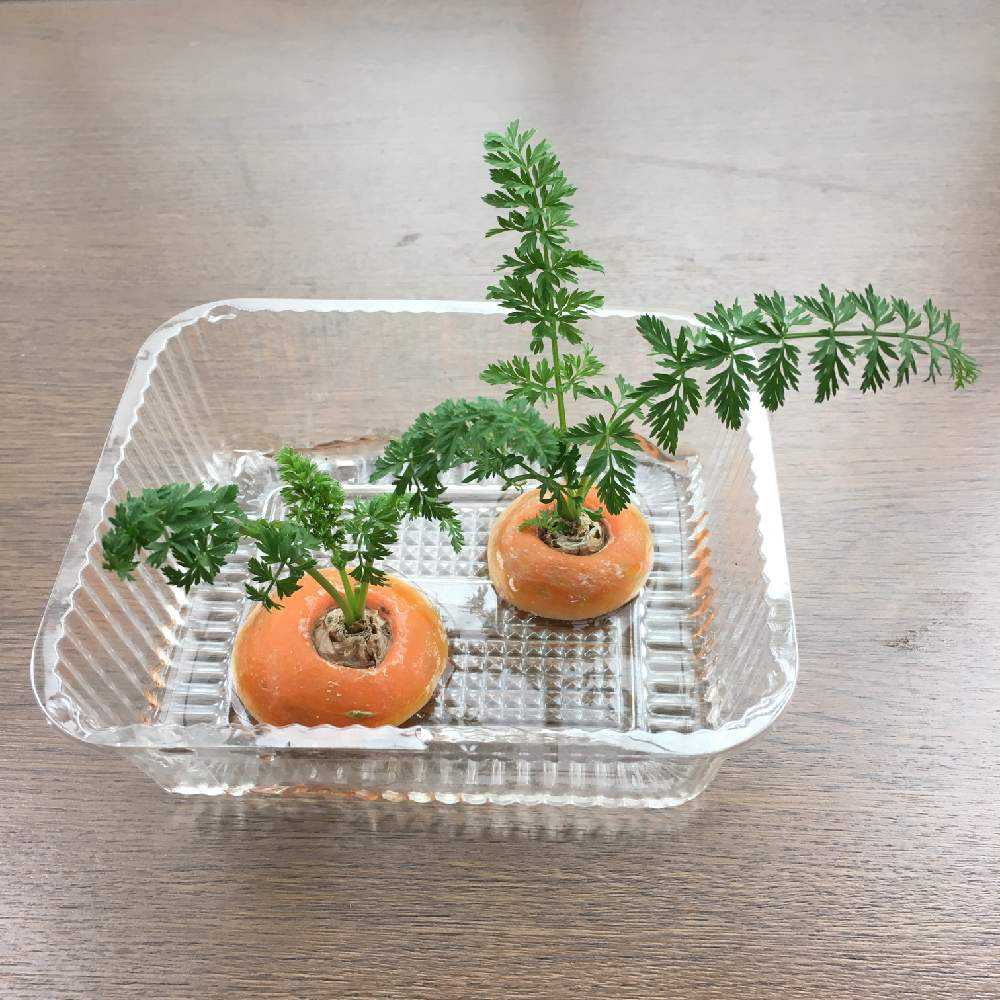 リボベジとは？人参、キャベツ、ネギ、レタスなどできる野菜18選と、おしゃれに楽しむ方法まで – ethical house エシカルハウス