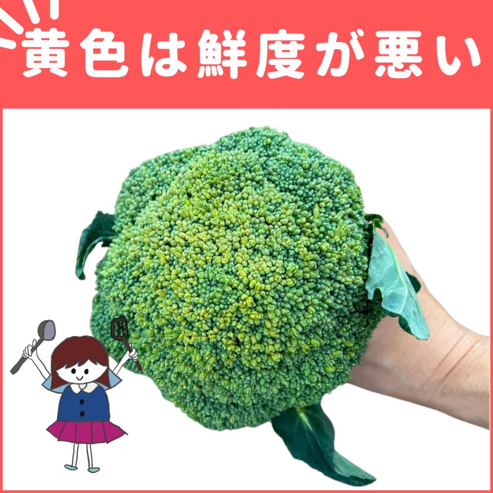 ブロッコリーは変色しても食べられる？黄色・茶色・紫・黒い・白い 色別比較！everyday life