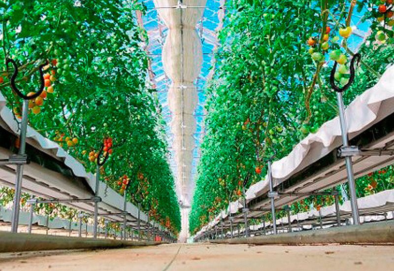 施設写真白イチゴも食べれます。』川戸ファームの写真子供とお出かけ情報「いこーよ」