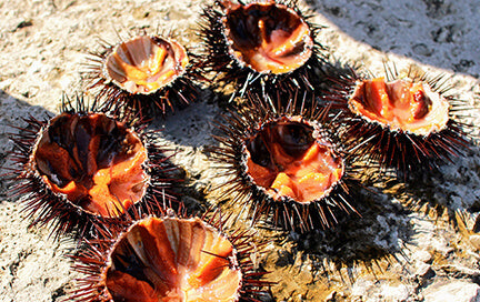 産地情報繊細な手仕事の賜物 ムラサキウニのむき身加工じざかなび福岡公式サイト