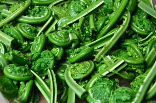 山菜採りシリーズ④ コゴミ クサソテツあきた森づくり活動サポートセンタ