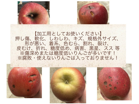 りんごえん 11：はるかringoen