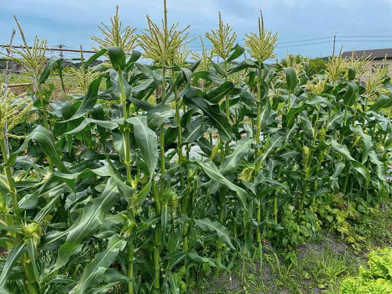 トウモロコシCorn