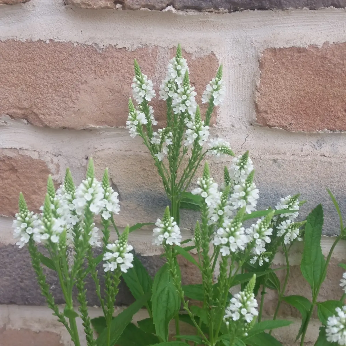 産直送料1 2 バーベナ ハスタータブルー 3.5号24入豊明卸問屋ドットコム