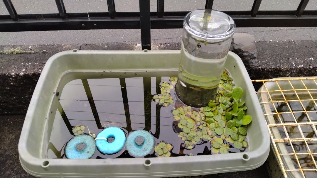 メダカタワーの作り方🍀GreenSnap グリーンスナップ