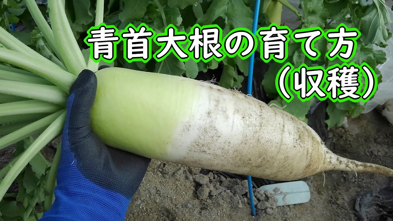 冬大根の収穫時期遅れると？いつまで？霜が降りたらどうなる