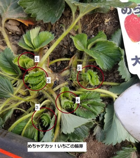 イチゴ 苺 の育て方と栽培のコツ 露地栽培やまむファーム