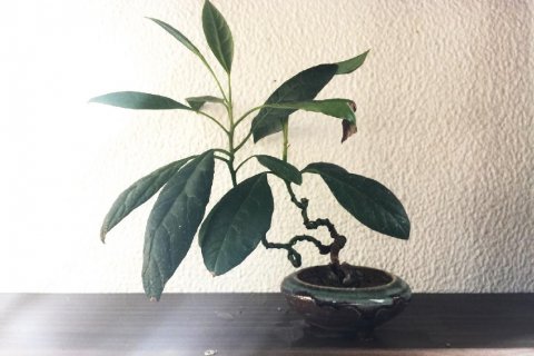 アボカドを種から育てるそだレポ 栽培レポート by大豆の家みんなの趣味の園芸