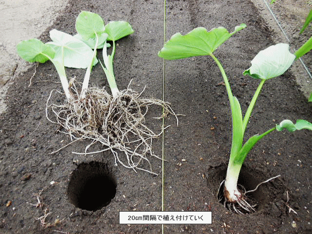 里芋定植 芽出しをして1ヶ月。全然芽が出ん。 米糠、籾殻を入れ、牛ふん堆肥をめちゃくちゃ入れ2週間寝かせた。土は出来上がった。だけど芽が出ん。さつまいもの段取りもしないといけないけど芽が出んので植える植えないを迷った結果、もう辛抱たまらず植える事にした