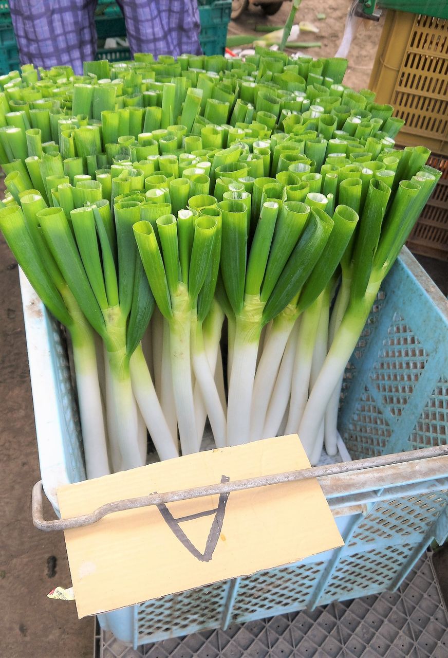 長ネギ 下仁田ネギ栽培・育て方のコツ 土寄せ・育苗・病害虫など簡単 家庭菜園の始め方と初心者におすすめグッズ