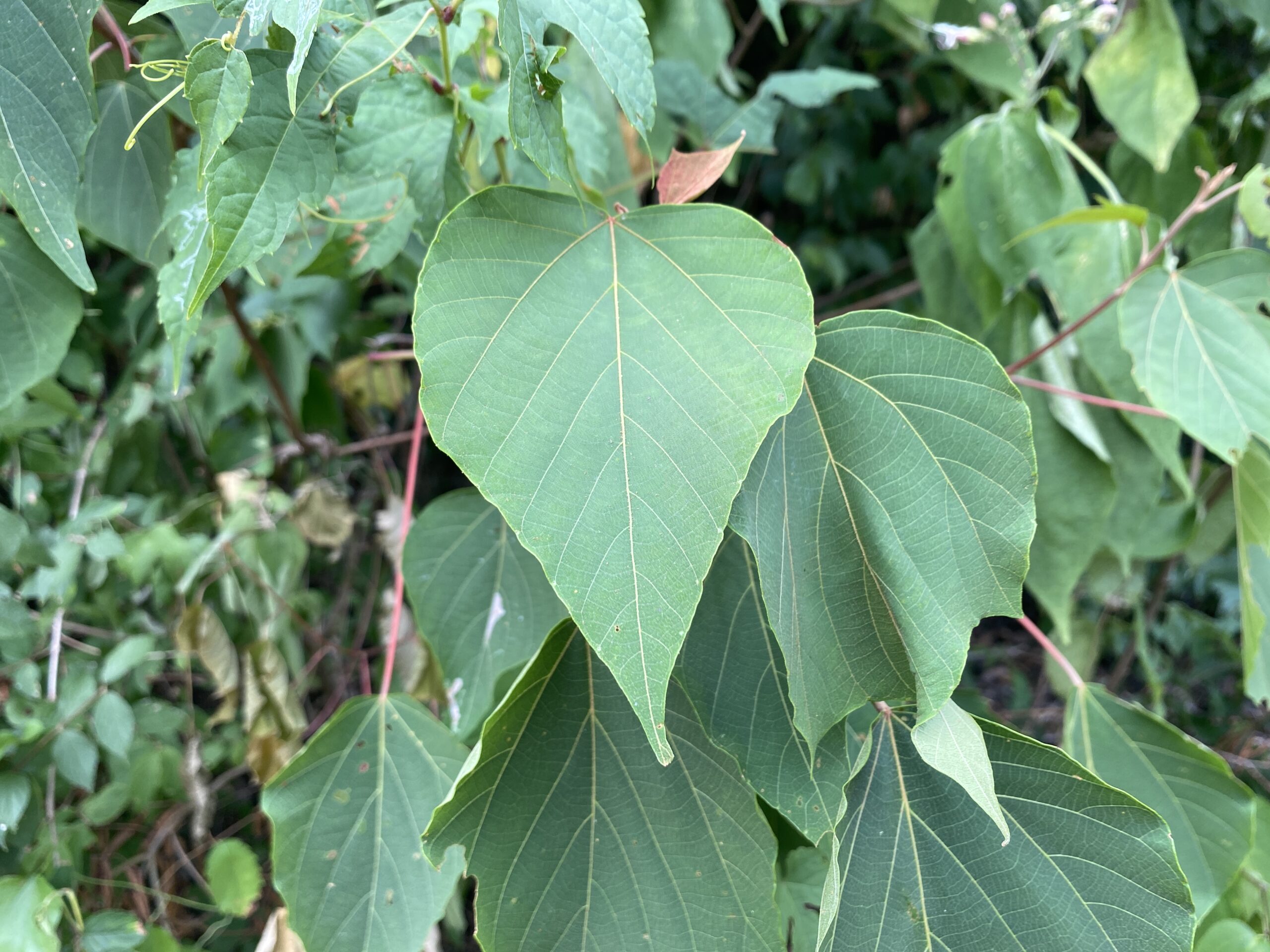 ヤマノイモ科の葉を食べるキイロススメガの幼虫*☆*ハーブ栽培＆ミミズでエコライフ*☆*☆*