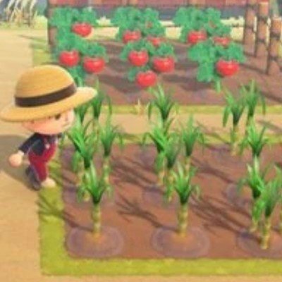 あつ森 野菜畑の作り方～小さなスペースにおしゃれな畑をクリエイト～ - マイミーボックス myme box