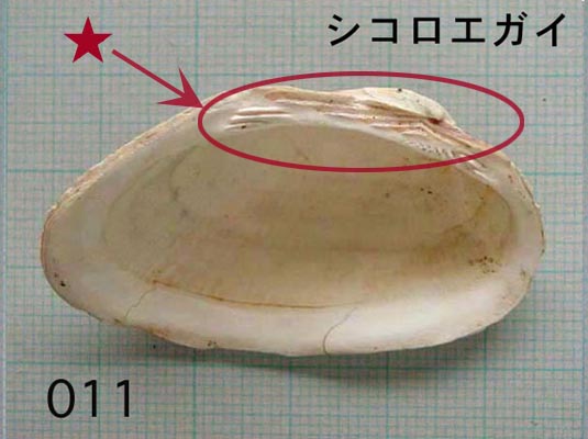 貝を食べる貝 - 『科学館日記』