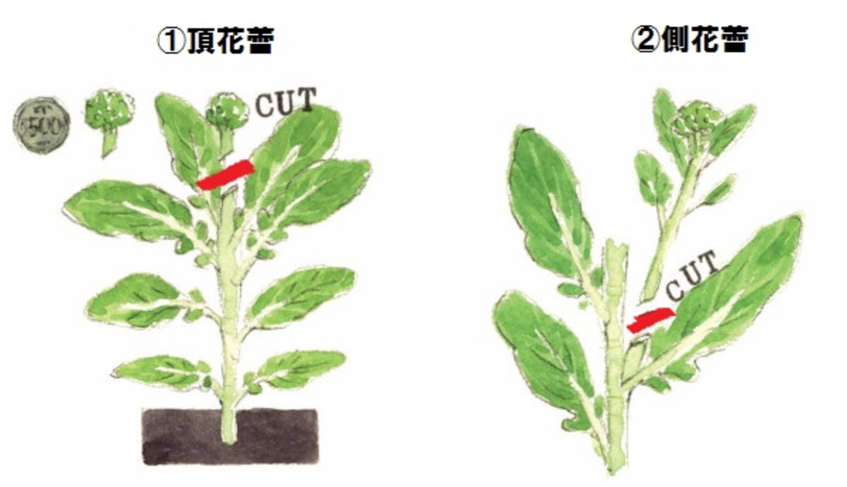 Q. 花が咲いたブロッコリーは食べられますか？ A. よく聞かれるので、実際に食べてみたことがあります 加熱した花をめんつゆに漬け、下味をつけた ものに片栗粉をまぶしてから油で揚げてみると、無事にオッケーブロッコリーすることができました