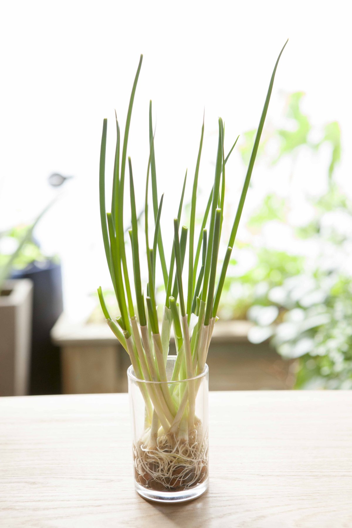 「小ねぎ」と「九条ねぎ」の再生栽培：土耕と水耕、どっちが効率的でどのくらいの期間、収穫できるのか