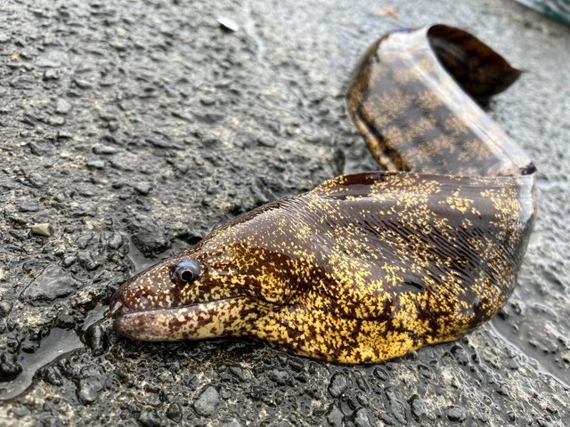 ウツボ料理 海のギャングを食らう。5種のおすすめ調理法と捌き方&ヌメリ取りのコツまで解説TSURI HACK 釣りハック