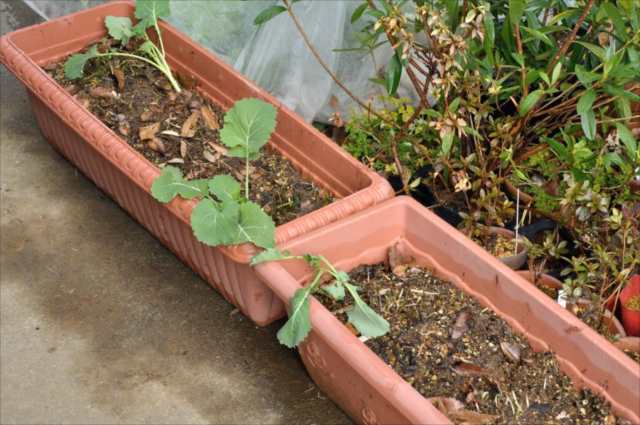 のらぼう菜の栽培方法種まきから収穫までの育て方をプロが解説！畑でもプランターでも農業・ガーデニング・園芸・家庭菜園マガジン AGRI PICK