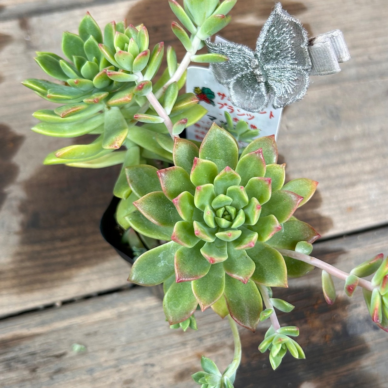 多肉植物ポット苗多肉エケベリアマッコスGREEN OASIS 楽天市場店