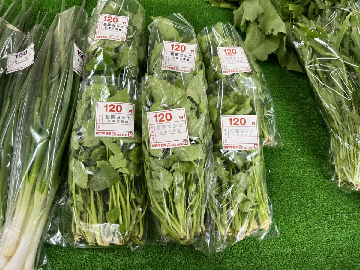 葉物野菜一覧と栄養素の紹介