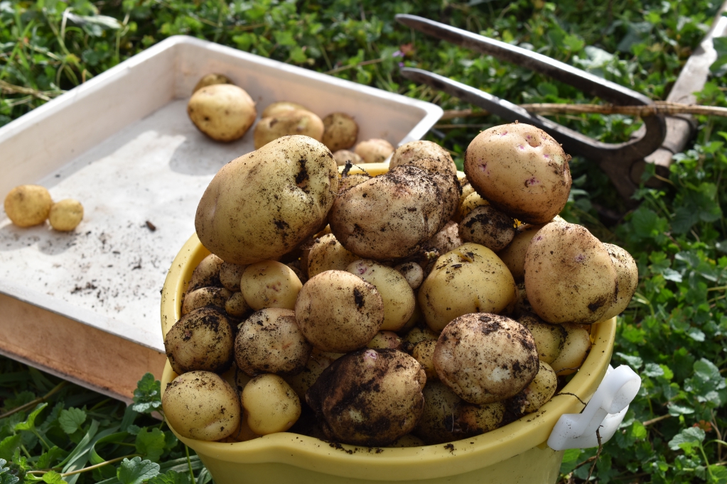 今年も芽が出たじゃがいもを植える 2021.5北海道のじゃがいも栽培 たんぽぽ母ちゃんのブログ