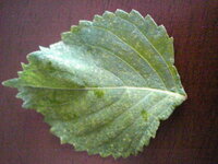 大葉金花茶の写真素材55199217- PIXTA