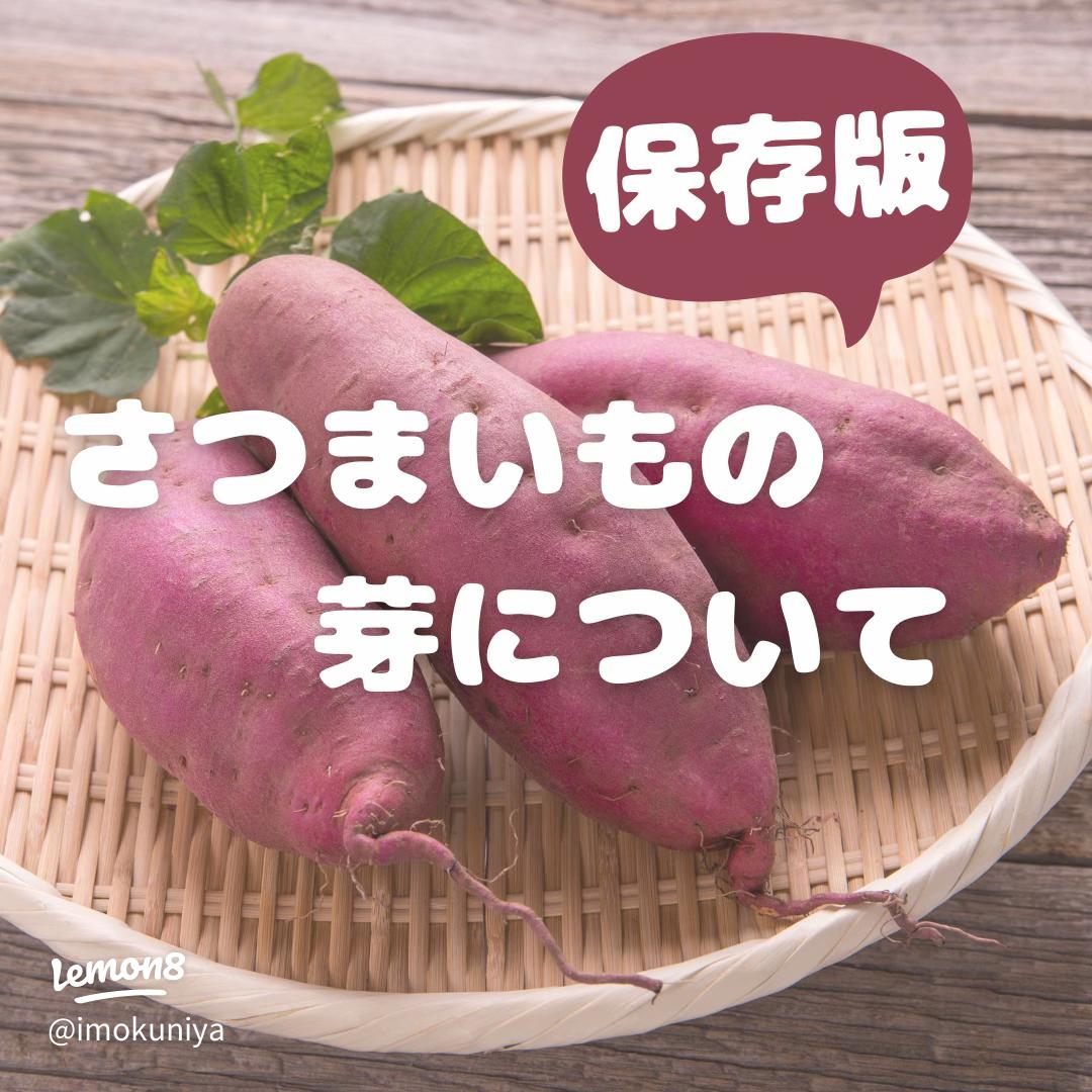 スーパーで買ったさつまいもは芽が出ないかも知れないキジとら