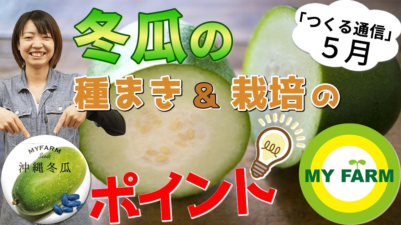 初めての栽培「姫とうがん」です。可愛い冬瓜を収穫中です。farm andante 珍しい野菜、農薬不使用で野菜を栽培しています