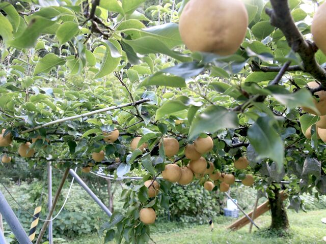 福島』の素材を存分に活かしたジェラートピーチハニー」by くだもの畑ふくしまスイーツ・プレミアム