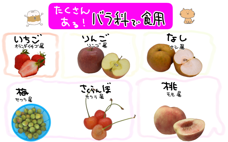 初回限定 葉とらずふじりんご ＜広告の品＞テレビCM放送中 お試し葉とらずふじりんご初めてのお客様限定 2kg 1,990円同住所に2セット以上で送料無料