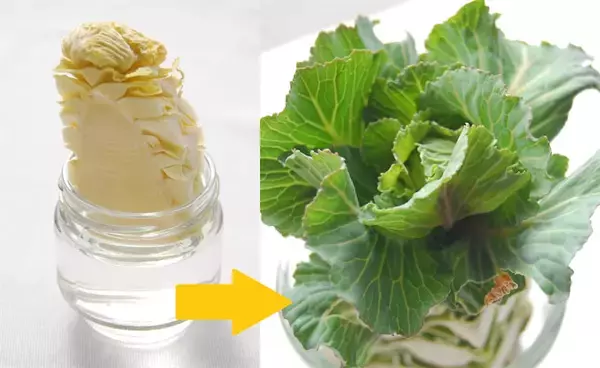 キャベツの芯を感じさせない芯だけ使うキャベツこんぶ