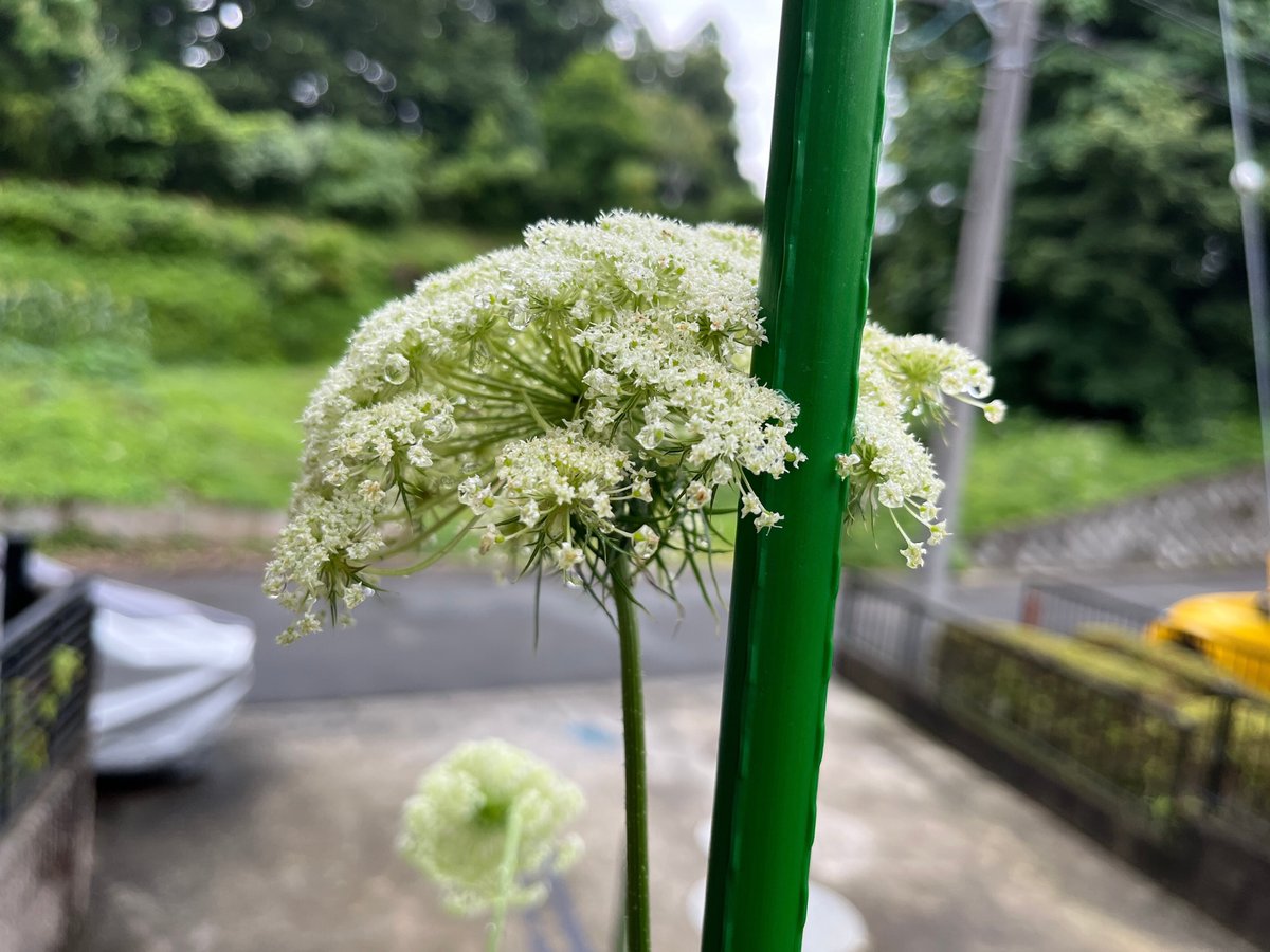 野菜の豆知識野菜の切れ端を再生 育てて楽しい「リボベジ」のはじめ方世田谷自然食品