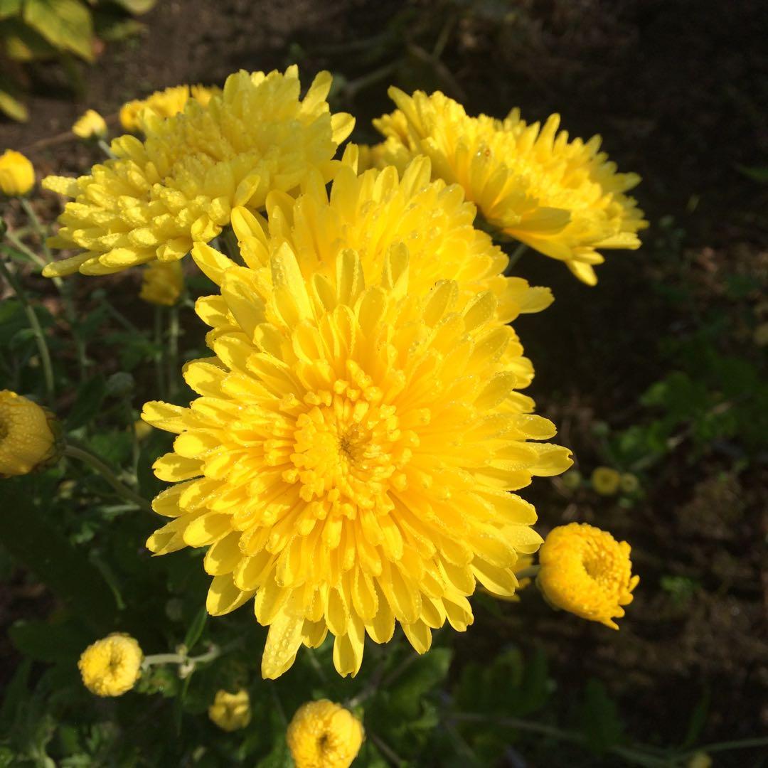 わが家の食用菊づくり-前年の株から出た芽をさし芽するか株分けした苗を露地の畝に定植します