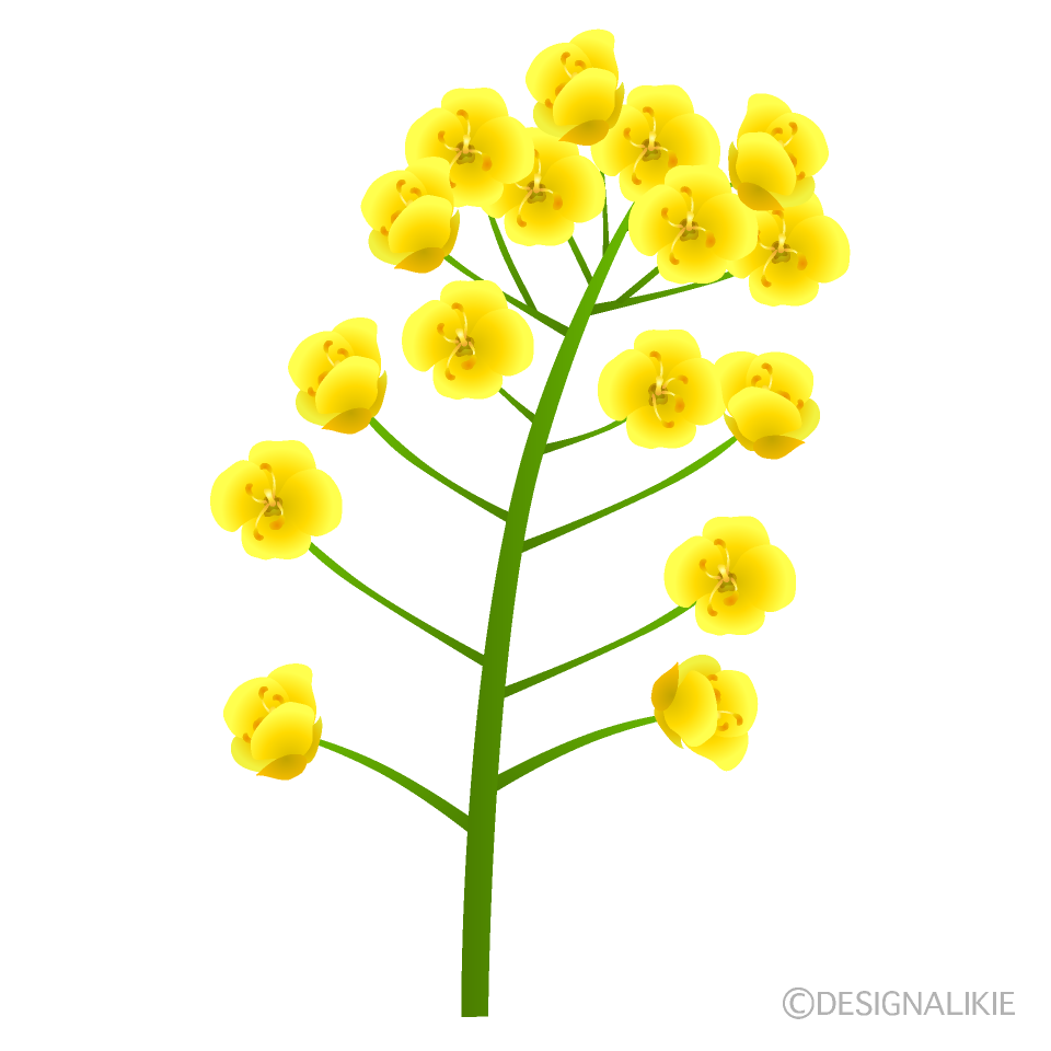 菜の花イラスト - 可愛い黄色い花の無料画像素材集☆ - チコデザ