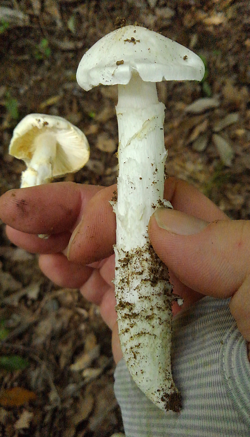 食用きのこにそっくりな毒きのこの見分け方 - SBIふるさとだより あなたと地域をつなぎ、地域活性化を応援するメディア