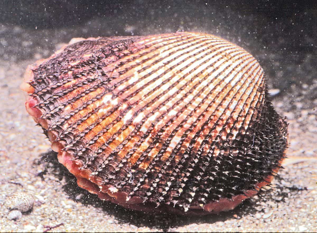 江戸前の貝！ 東京湾の潮干狩りで取れる！食べられる貝の種類と写真魚食普及推進センター 一般社団法人 大日本水産会