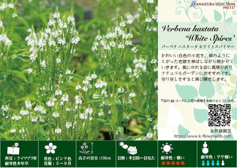 宿根草 バーベナ ハスタータ大森ガーデン