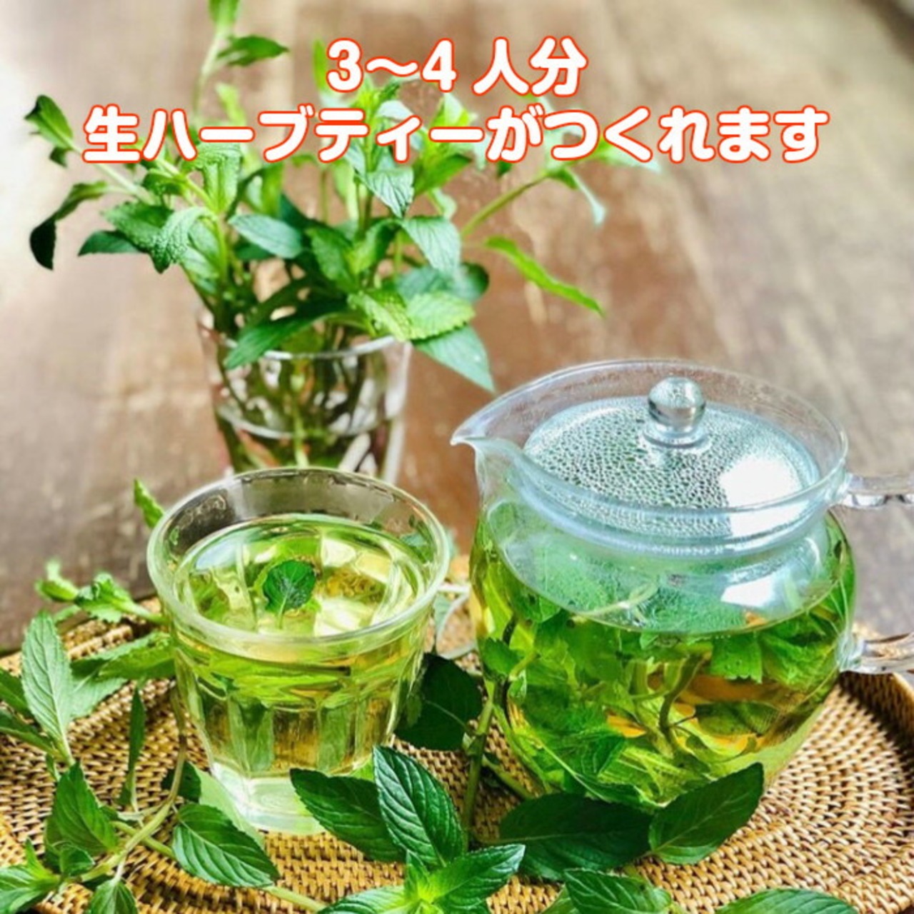 イタリアンパセリ 水耕栽培 苗 50株彩りと栄養をプラス！サラダや