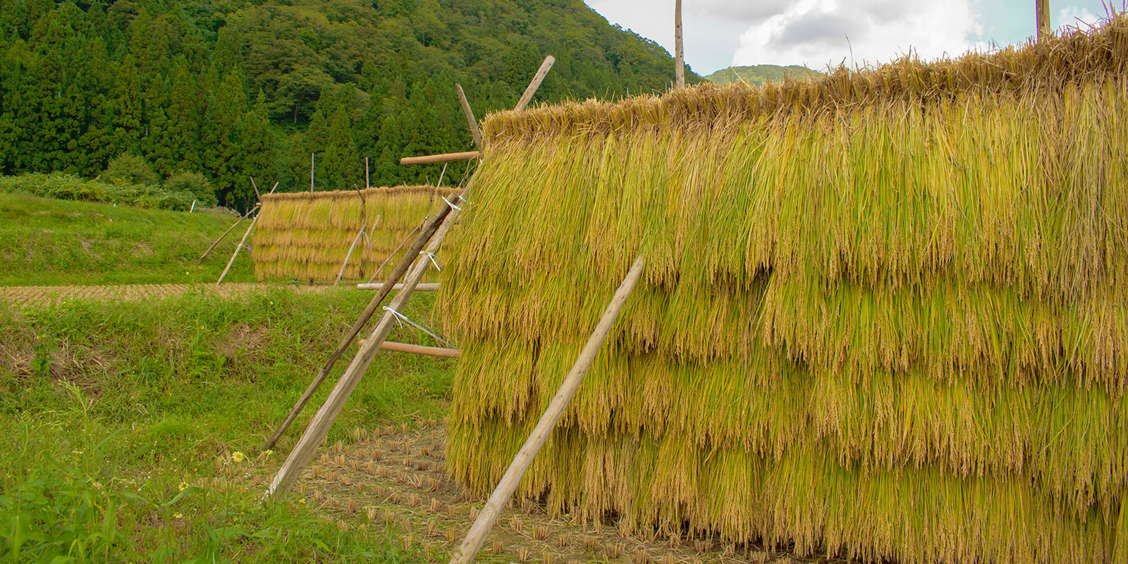 稲架がけをする理由 10月5日・6日稲刈りやります！遊んで学べる体験プラットフォームaini アイニ