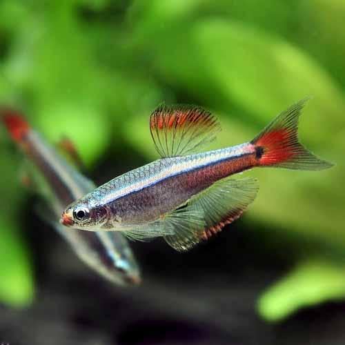 テツギョ 鉄魚 🐠 ヒレが長く、泳ぐ姿がとっても綺麗だワン😊✨仙台ECO仙台専門学校動物飼育海洋魚水族館アクア水槽アクアリスト