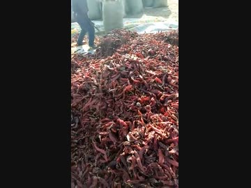 ネズミは唐辛子が忌避剤に！ネズミ駆除を自力で安全におこなう方法ねずみ110番