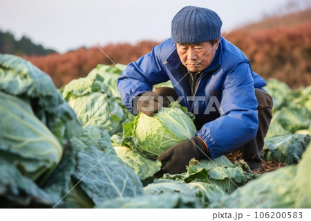 嬬恋の若者たちBRASSICAの「キャベツをデザインする」活動マイナビ農業