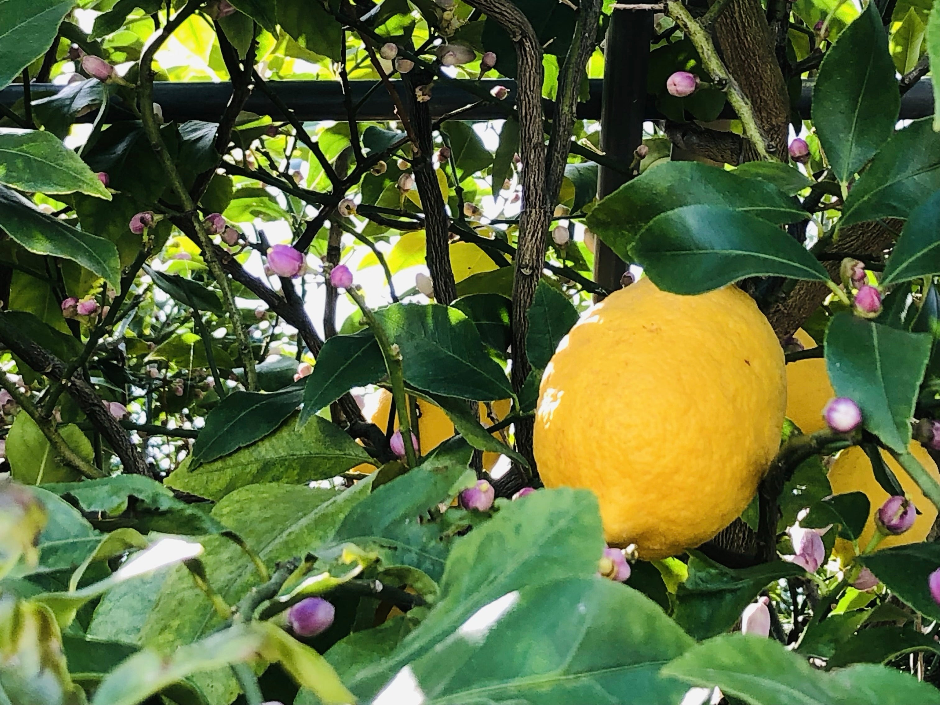 黄色くならない？レモン収穫目安はいつ？〜開花から実の収穫まで。 栽培記録2年目- 小庭菜園〜自然農法でやさい作り
