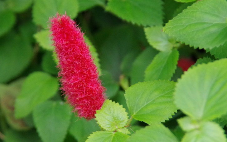 ベニヒモノキ園芸植物小百科育て方花の写真